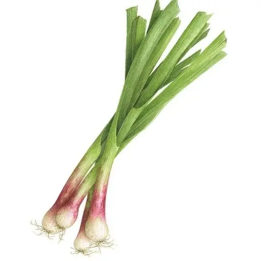 OIGNONS BLANCHE - (500G) - بصلة خضارية 