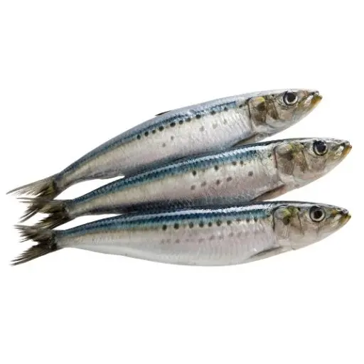 SARDINE - (500G) - سمك السردين 