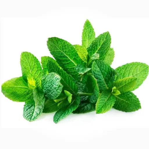 MENTHE - (U) - نعناع 