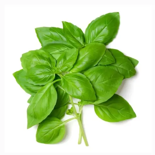 BASILIC - (U) - الحبق 