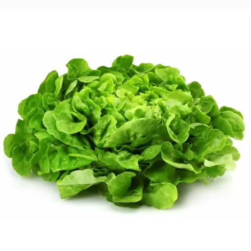 LAITUE FEUILLE DE CHÊNE - (U) - خس أوراق البلوط 