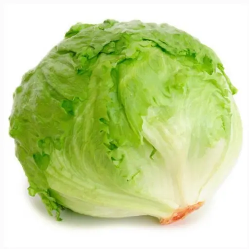 LAITUE ICEBERG - (U) - خس ايسبرغ 