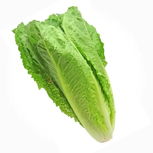 LAITUE ROMAINE - (U) - خس روماني 